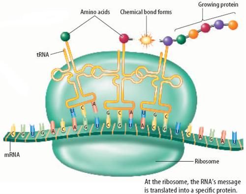 proteina para aumentar masa muscular
